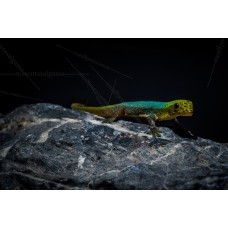 Gecko arborícola multicolor - Lygodactylus Conraui